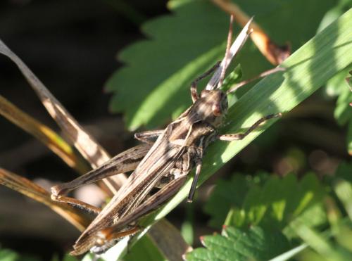 Chorthippus sp.